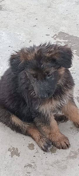 German shepherd puppies available for sale 5
