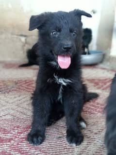 gsd stock coat nonped male pup for sale healthy pup