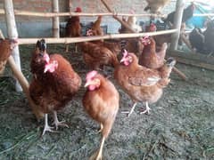 RIR egg laying females for sale.