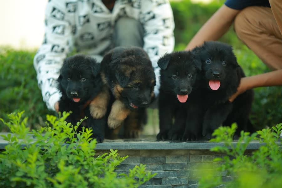 German shepherd pink pedigree puppies available 3