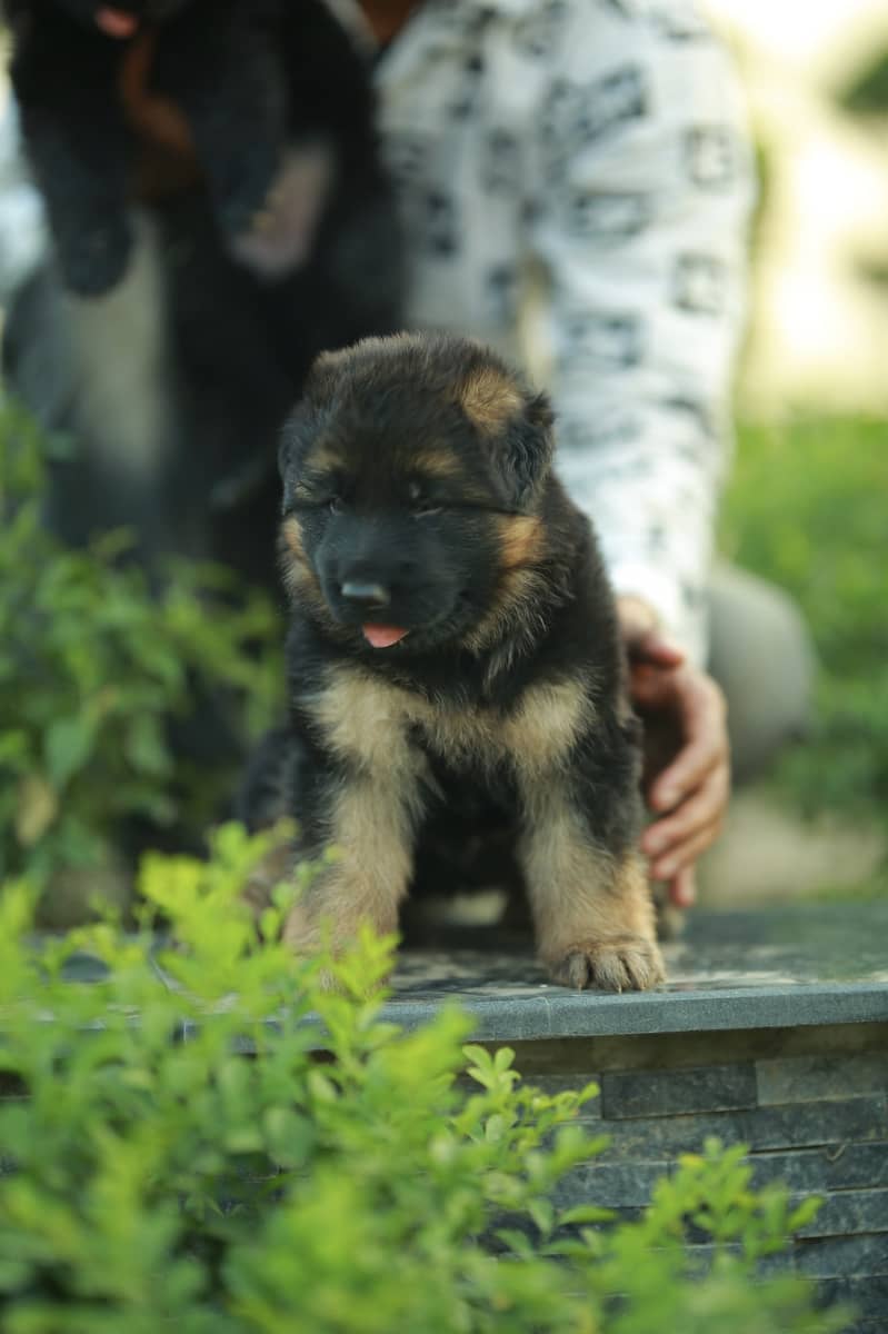 German shepherd pink pedigree puppies available 4