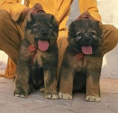Bakarwal puppies heavy bone ful security dogs for sale