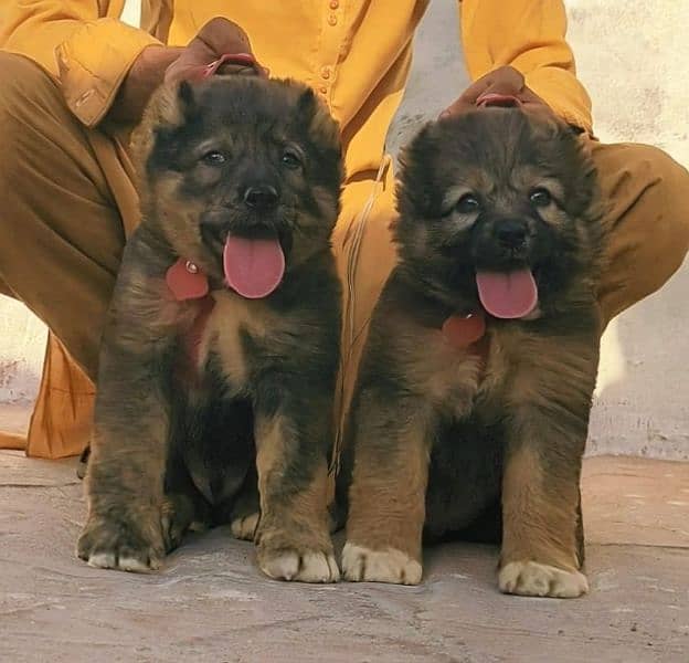 Bakarwal puppies heavy bone ful security dogs for sale 0