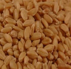 Fresh harvested wheat of Punjab