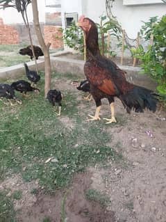 Thai Aseel Chicks