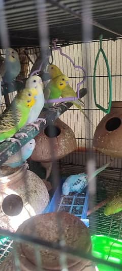 cocatails chik  for hand tame 1600 each or ino chick grey colour