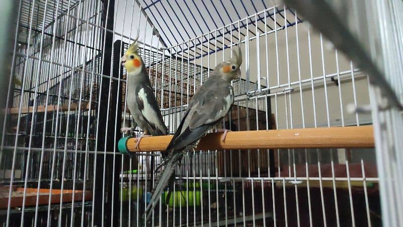 cocatails chik  for hand tame 1600 each or ino chick grey colour 5