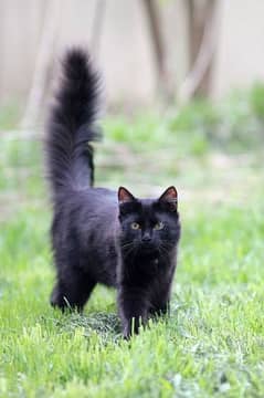Black persion kitten 03097718550
