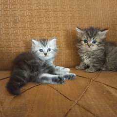Cute Persian Kittens for sale