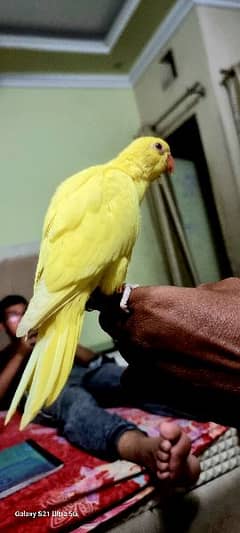 Beautiful parrot for sale fully healthy and active