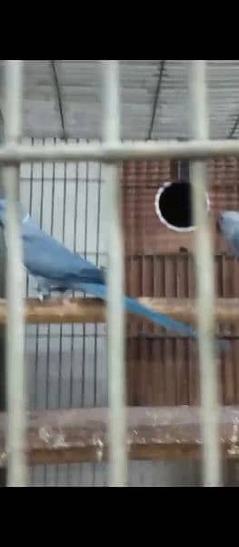 Cobalt breeder pair without chick 7