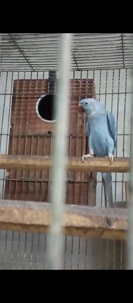 Cobalt breeder pair without chick 10