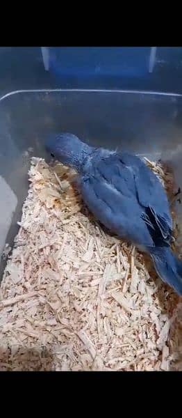 Cobalt breeder pair without chick 11