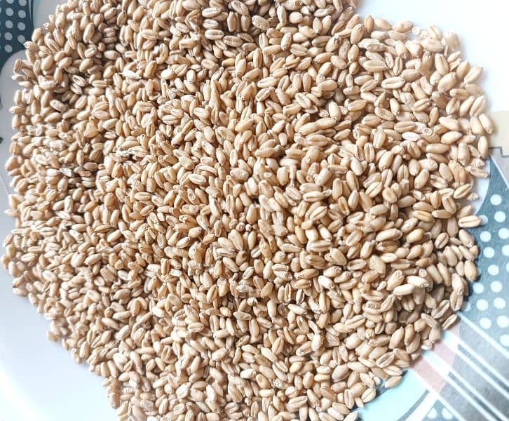 Wheat (Desi Gandum for sale) 0
