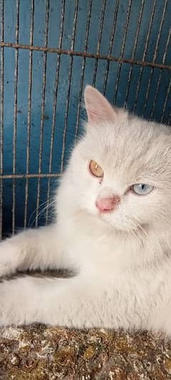 beautiful Persian cat for sell