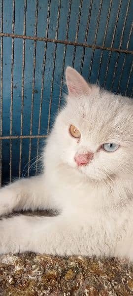 beautiful Persian cat for sell 0