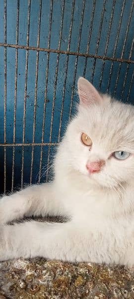 beautiful Persian cat for sell 1