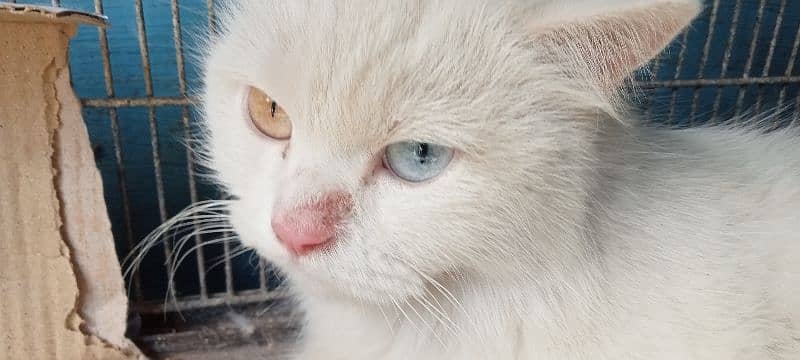beautiful Persian cat for sell 2