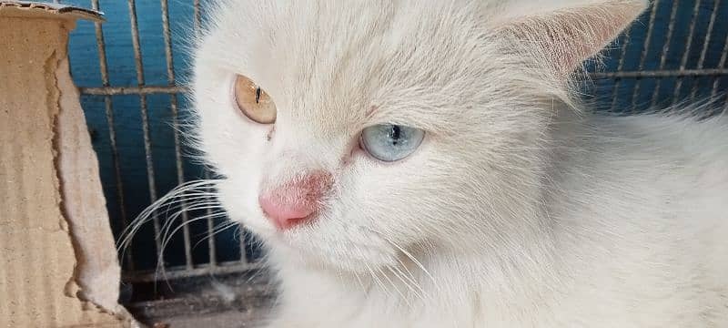 beautiful Persian cat for sell 3