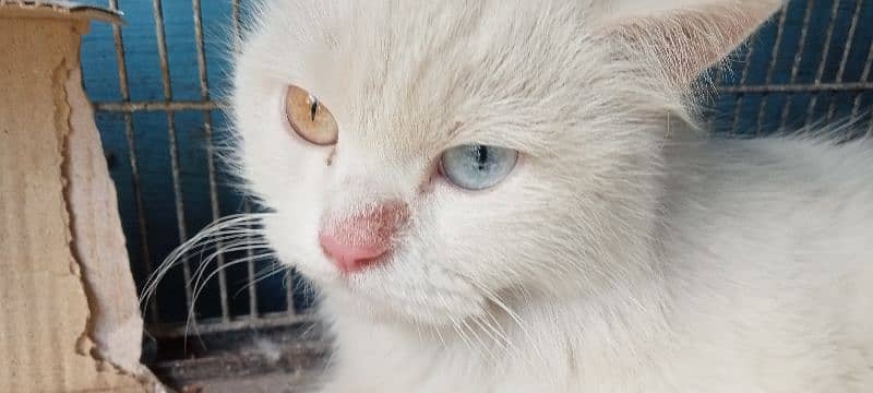 beautiful Persian cat for sell 4