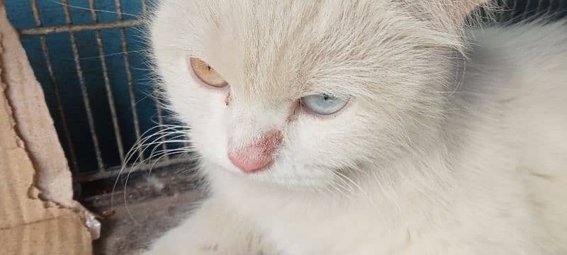 beautiful Persian cat for sell 5