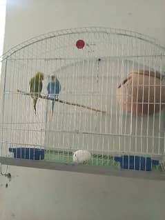Australian Parrots With Cage