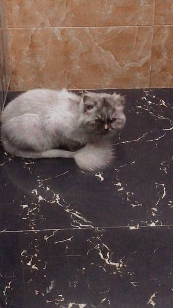 persian cat 2
