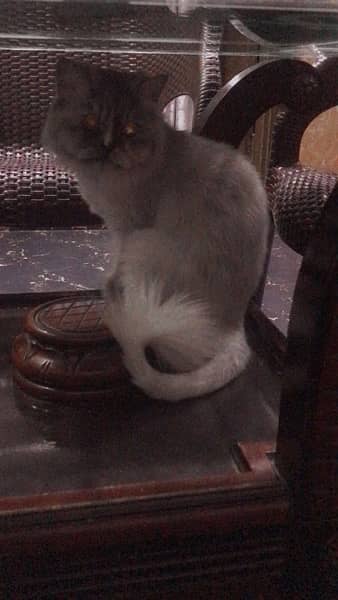 persian cat 3