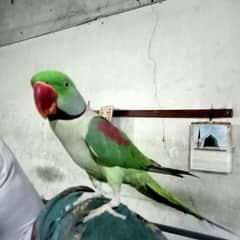 Raw  parrot