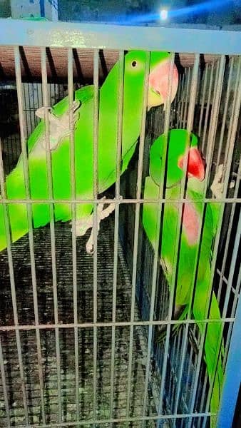 Raw  parrot 2