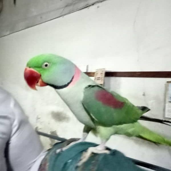 Raw  parrot 3