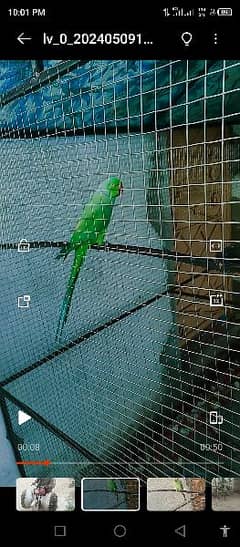 green parrot talking with cage