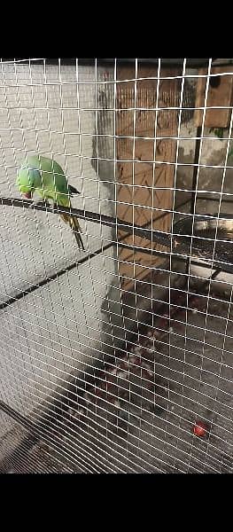 green parrot talking with cage 2