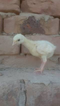 Turkey chicks 0