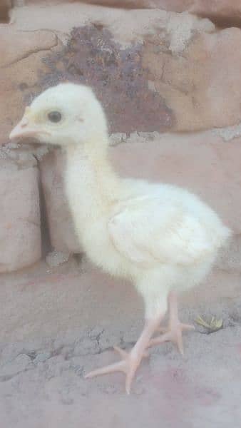 Turkey chicks 1