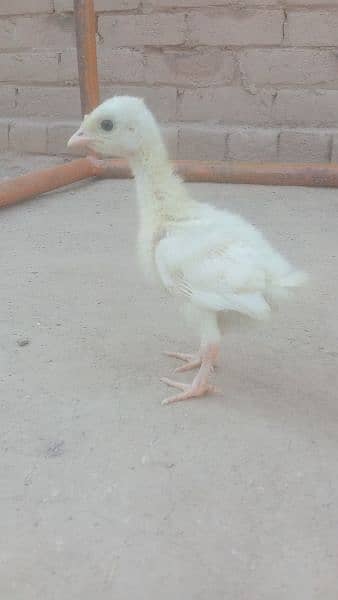 Turkey chicks 2
