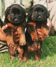 German shepherd pair | Long Coat Pair Puppies
