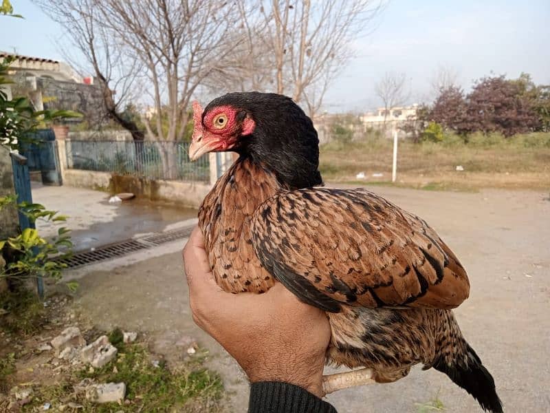 100 per garanted amroha chicks avalible age 3.5 month 0