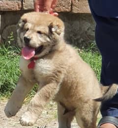 king kurdish kangal dog mail 2 month for sale security dog Kangal