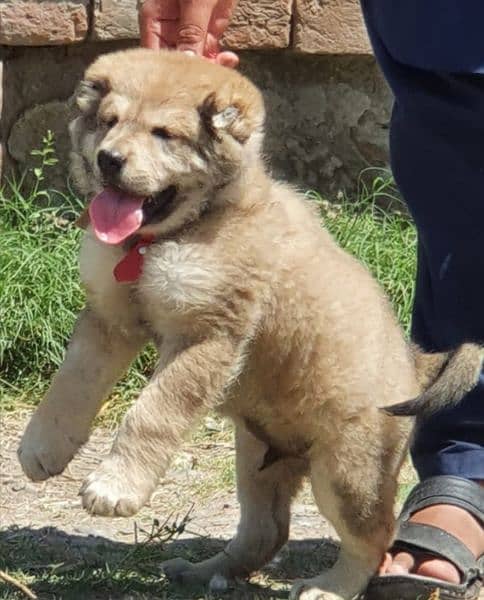 king kurdish kangal dog mail 2 month for sale security dog Kangal 2