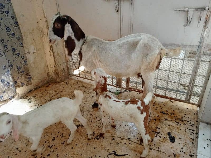 goat with 2 baby 4