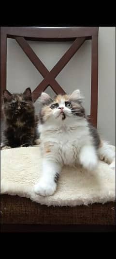 persian triple coat punch  female kittens available for sale