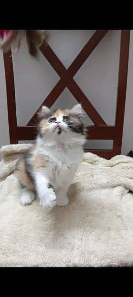 persian triple coat punch  female kittens available for sale 5