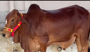 Pure Sahiwal Breed Bull