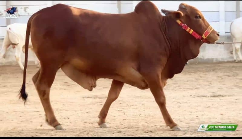 Pure Sahiwal Breed Bull 3