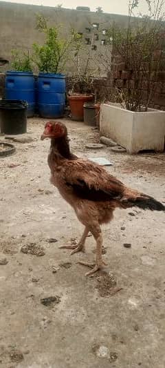 Pure Aseel Hen for sale