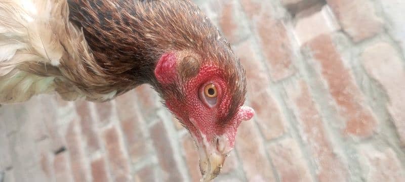 Pure Aseel Hen for sale 2