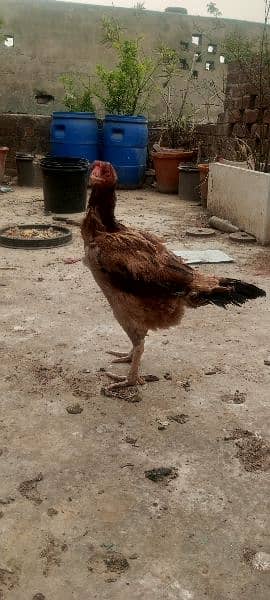 Pure Aseel Hen for sale 4
