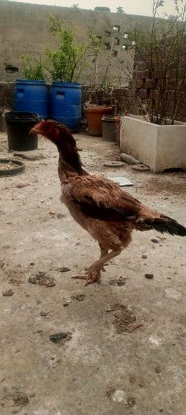Pure Aseel Hen for sale 5