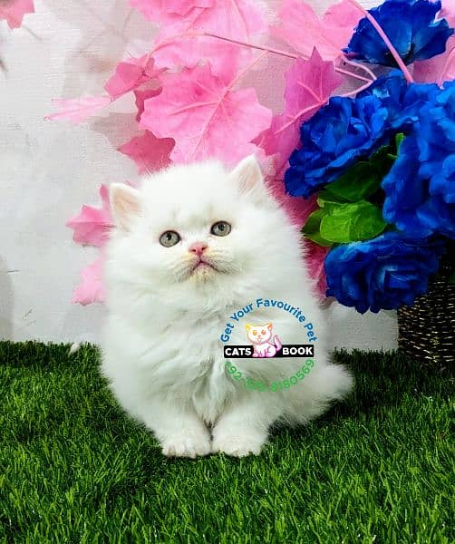 Quality|Persian Kittens|Cats| Triple Coated 1